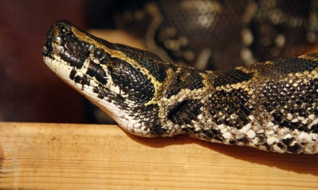 Βγήκε από την εντατική η 8χρονη που τη δάγκωσε φίδι