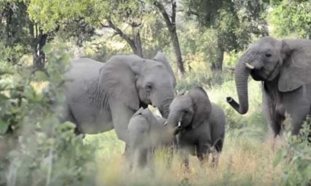 Ελάφαντες - Μέλισσες: σημειώσατε 2 (Vid)