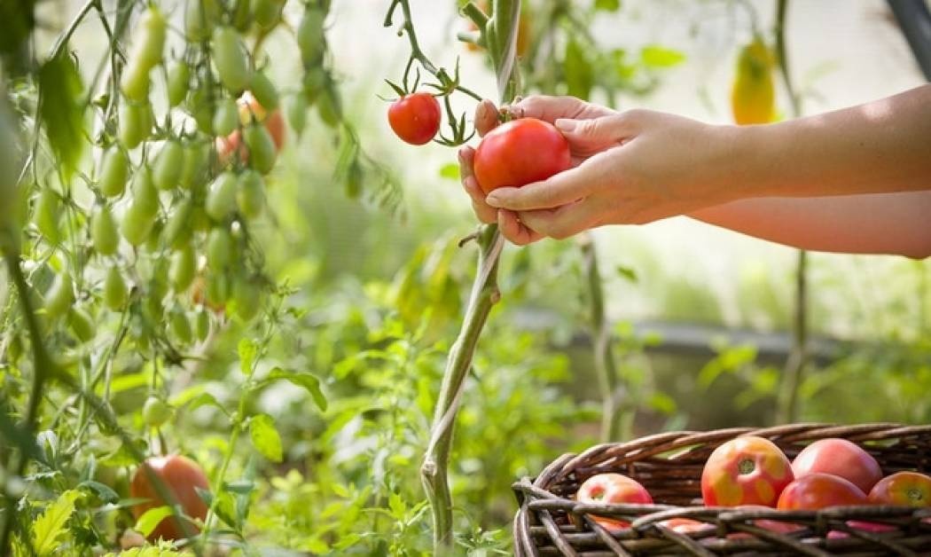 Ντομάτα: Φτωχή σε θερμίδες, πλούσια σε γεύση και θρεπτική αξία