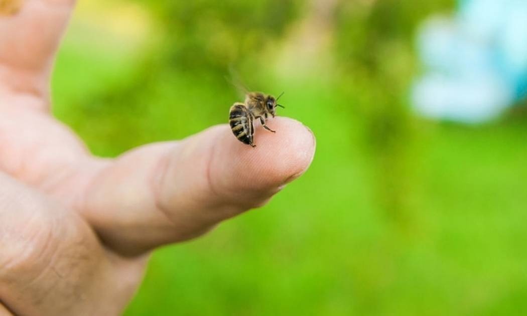 Αλλεργία στο τσίμπημα της μέλισσας: Συμπτώματα & προφυλάξεις