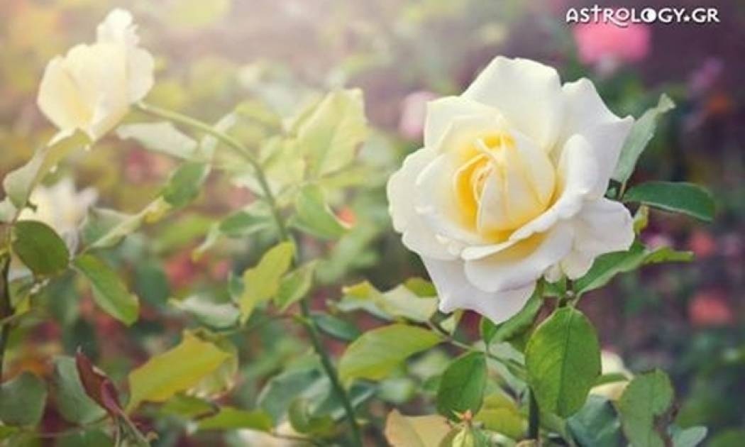 Ημερήσιες προβλέψεις για όλα τα ζώδια για την Τρίτη 20/6