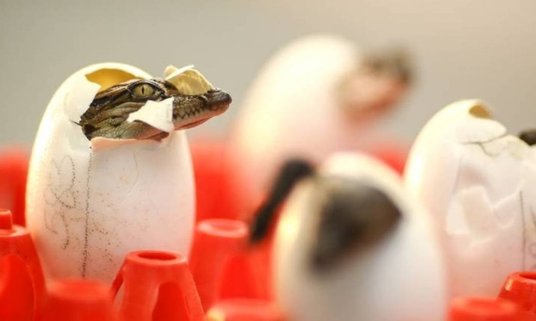 Μία ματιά στις φάρμες... κροκοδείλων της Ταϊλάνδης