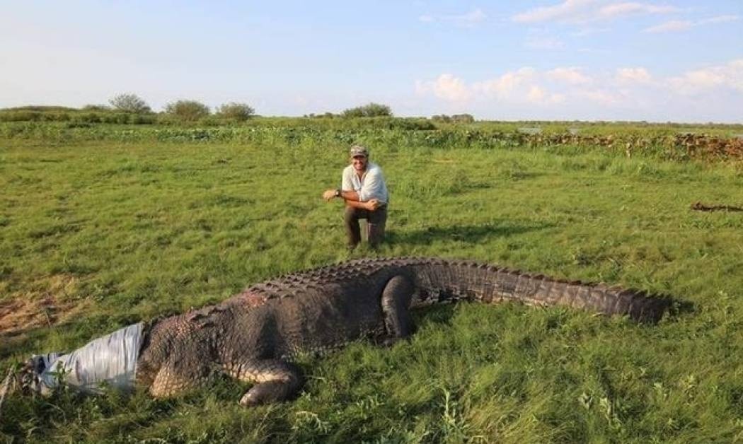 Ο Αυστραλός κροκοδειλάκιας που τολμά να τα βάλει με το γιγάντιο ερπετό (Pics)