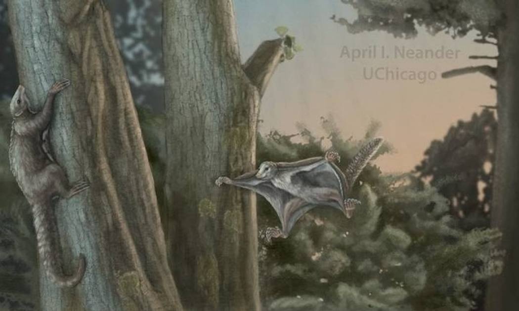 Βρέθηκαν τα αρχαιότερα θηλαστικά - αιωροπτεριστές