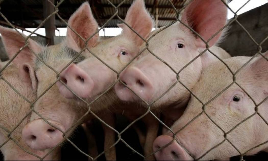 Ένα βήμα πιο κοντά στη μεταμόσχευση οργάνων από γουρούνια σε ανθρώπους