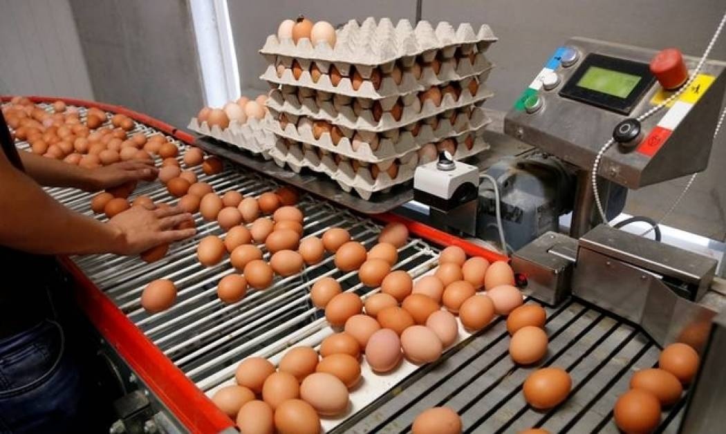 Γερμανός ευρωβουλευτής κατηγορεί την ΕΕ για το σκάνδαλο με τα μολυσμένα αυγά