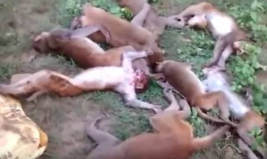 Μυστήριο στη ζούγκλα με τον αιφνίδιο θάνατο δώδεκα πιθήκων και τον πιθανό ρόλο μιας τίγρης (vid)