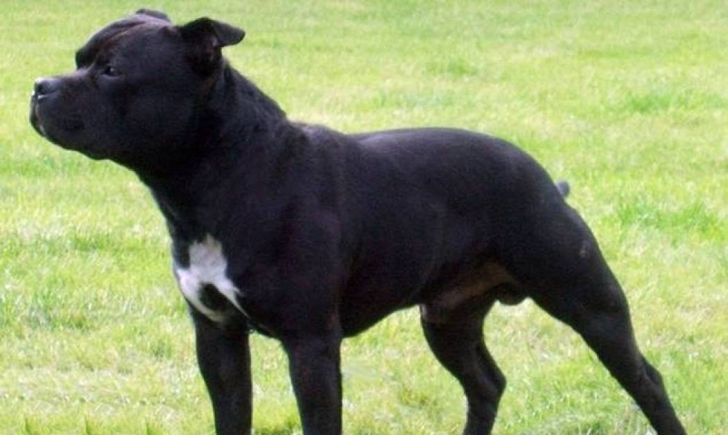 ΣΟΚ: Σκύλος έφαγε ναρκωτικά και σκότωσε το αφεντικό του