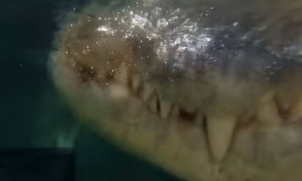 Διακοπές του τρόμου στο «κλουβί του θανάτου» με έναν κροκόδειλο μήκους 6 μέτρων (vid)