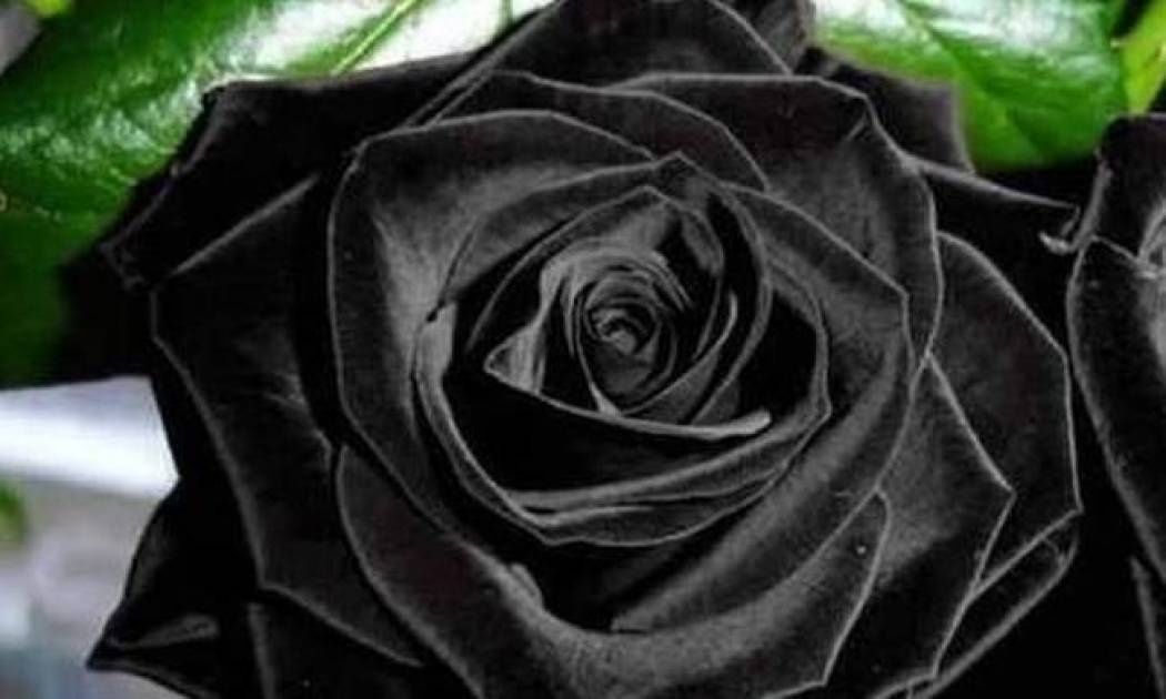 Θρήνος: Νεκρή η Μαριάννα Καλογήρου