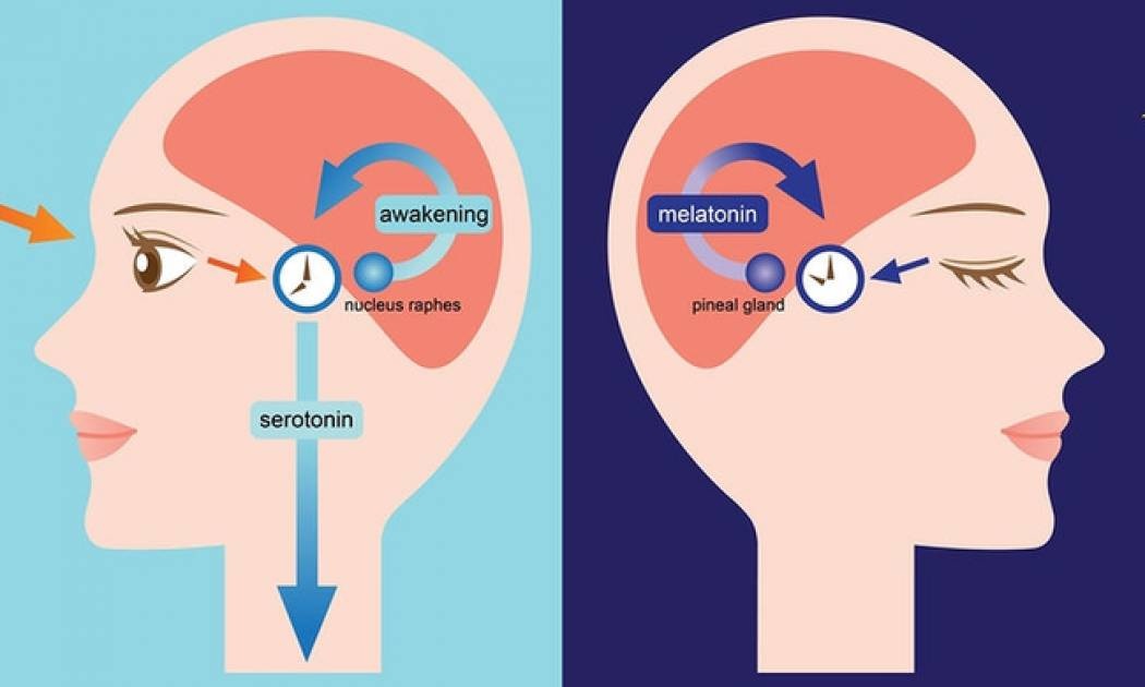 Μελατονίνη για τον ύπνο: Πόση χρειάζεται ο οργανισμός & τι πρέπει να προσέχετε
