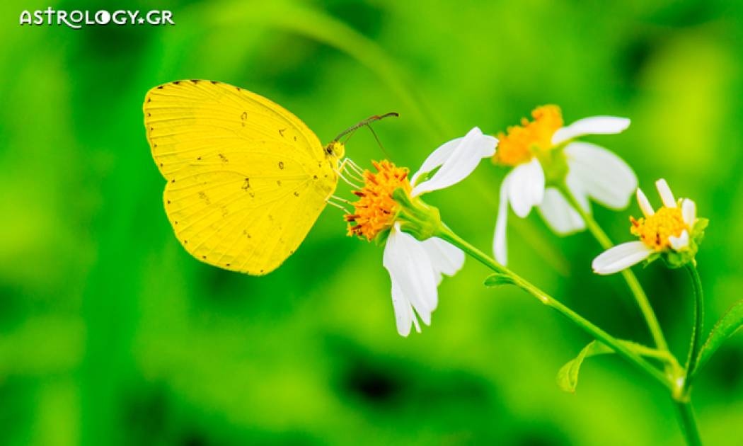 Ημερήσιες Προβλέψεις για όλα τα Ζώδια 11/04