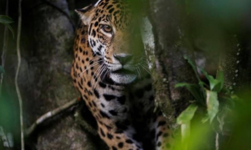 Πώς ένα αντρικό άρωμα έγινε το κρυφό όπλο για τη μελέτη της άγριας ζωής