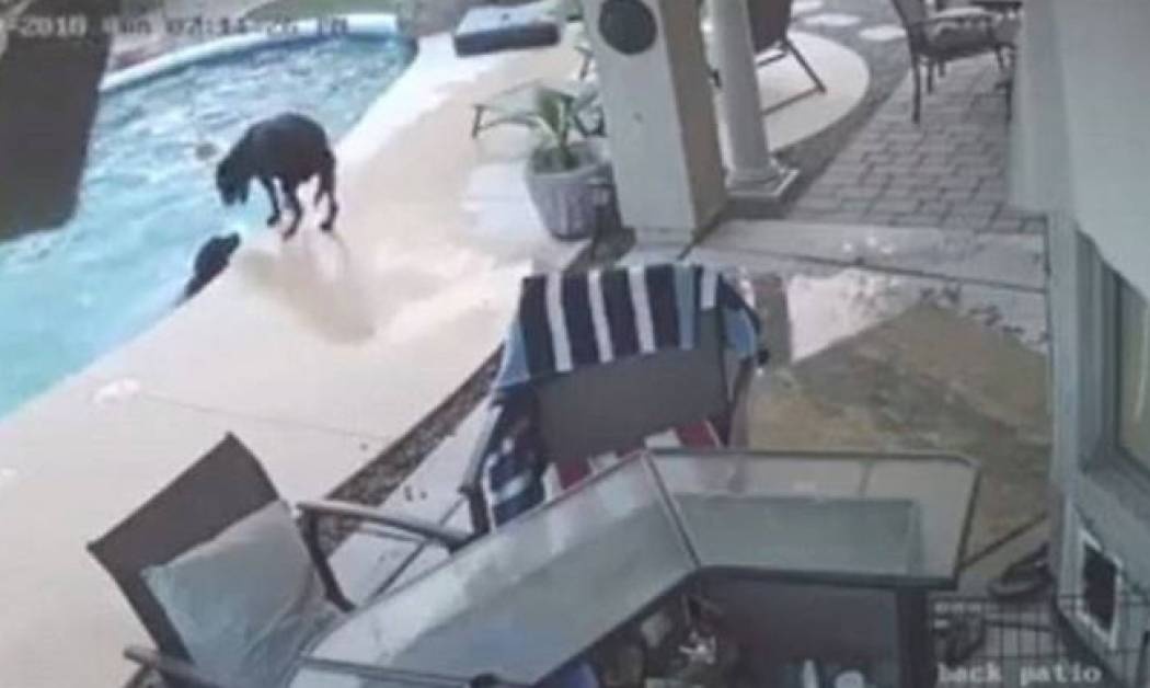 Σκύλος-ήρωας σώζει τον τετράποδο φίλο του από πνιγμό