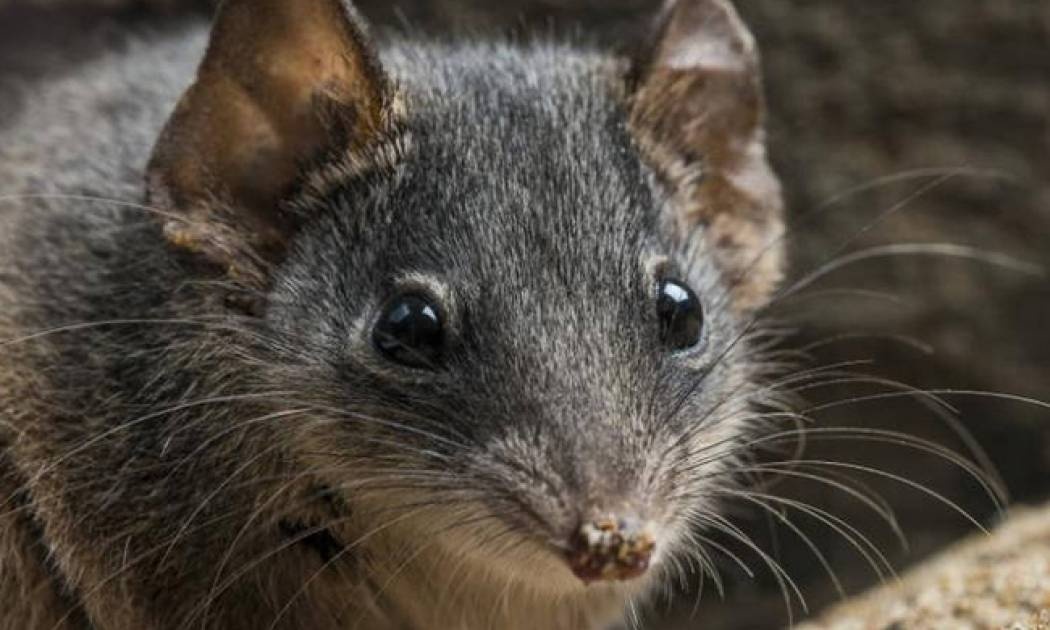 Αντεχίνος, το μικροσκοπικό μαρσιποφόρο που κάνει σεξ μέχρι… θανάτου