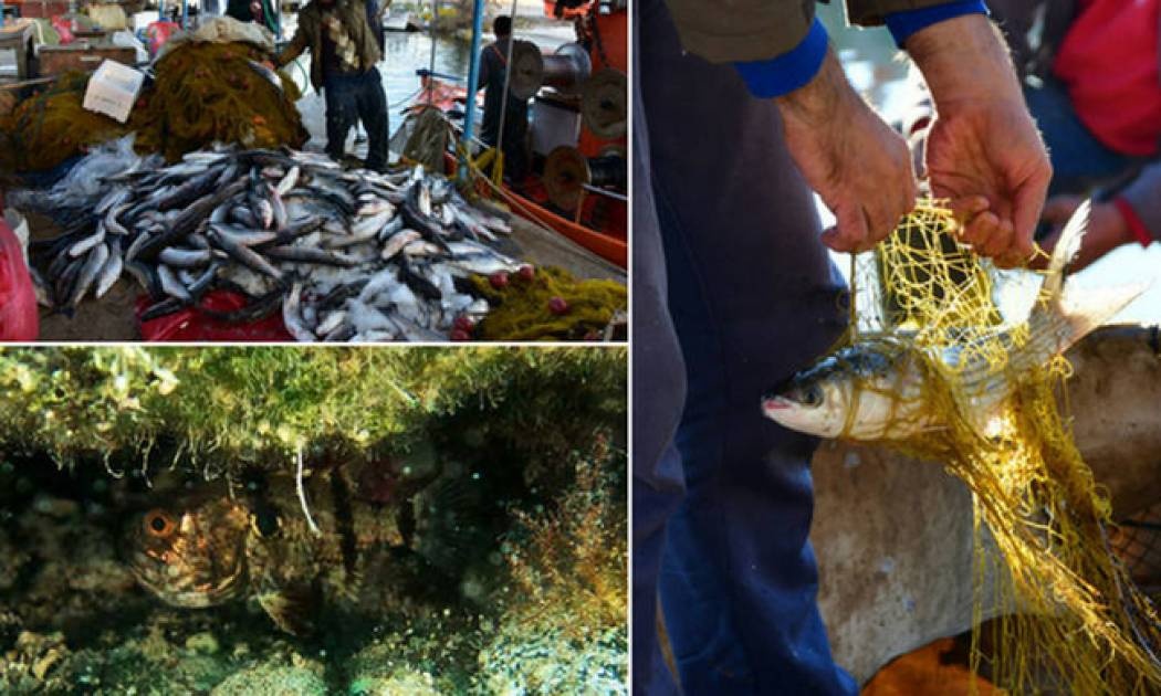 Εισβολή ξένων ειδών στα ελληνικά θαλάσσια νερά - Πόσο επικίνδυνο είναι το φαινόμενο;