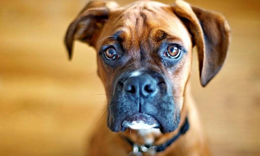 Ο σκύλος σου έχει συχνά λυπημένο βλέμμα; Ο λόγος δεν είναι αυτός που νομίζεις