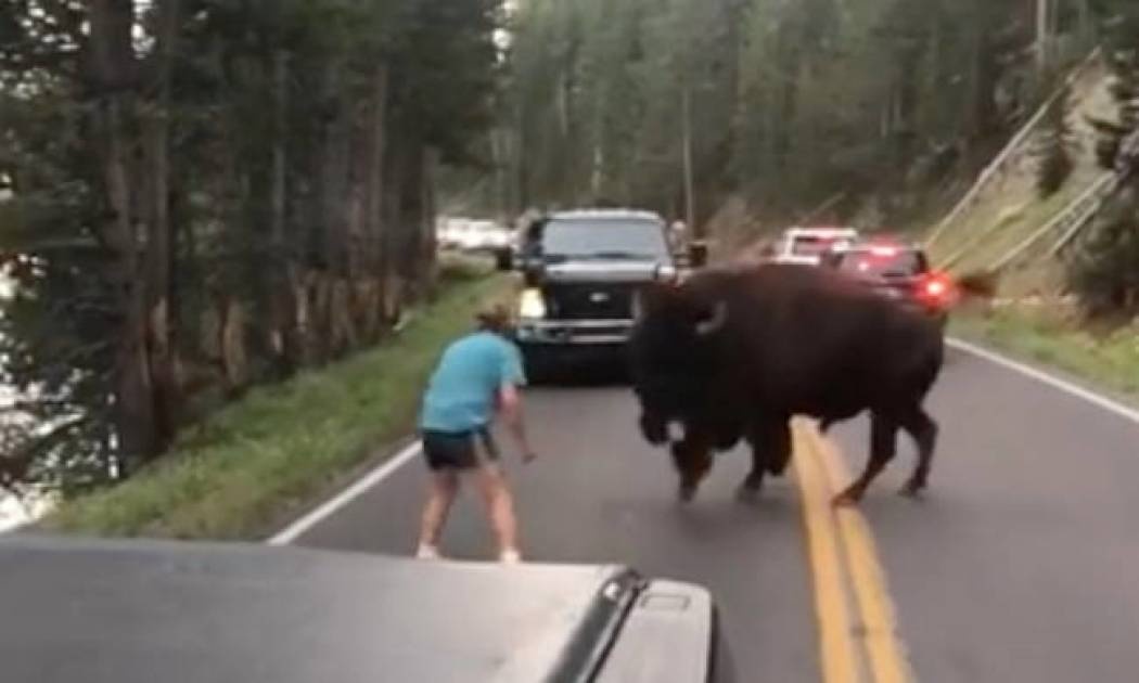 Άντρας τα «έβαλε» με βίσονα και... το μετάνιωσε πικρά! (vid)