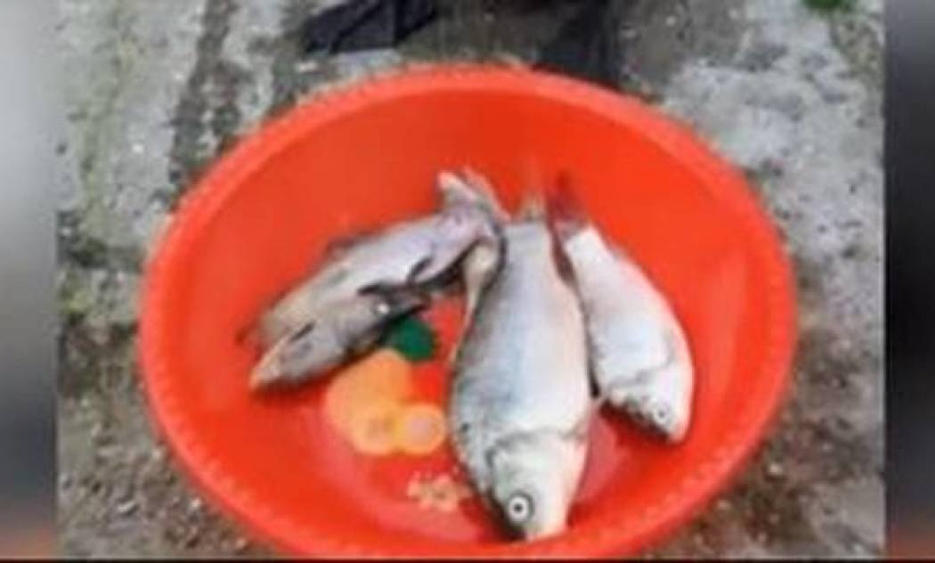 Όταν πεινάς σαν λύκος και σου φέρνουν επιτέλους φαγητό (vid)