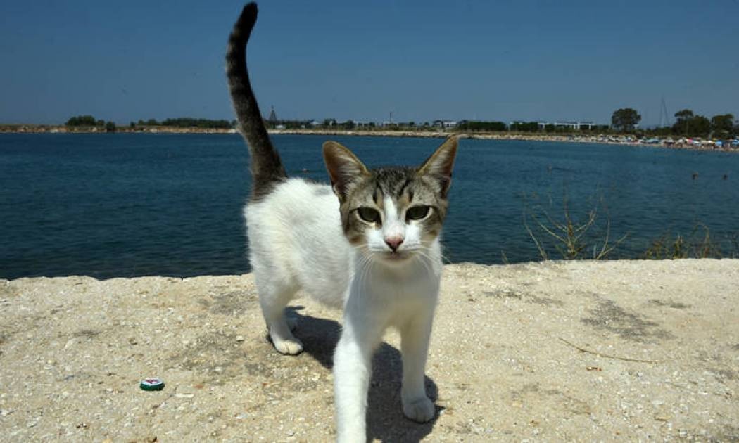 Ανάρπαστη η αγγελία εργασίας σε ελληνικό νησί