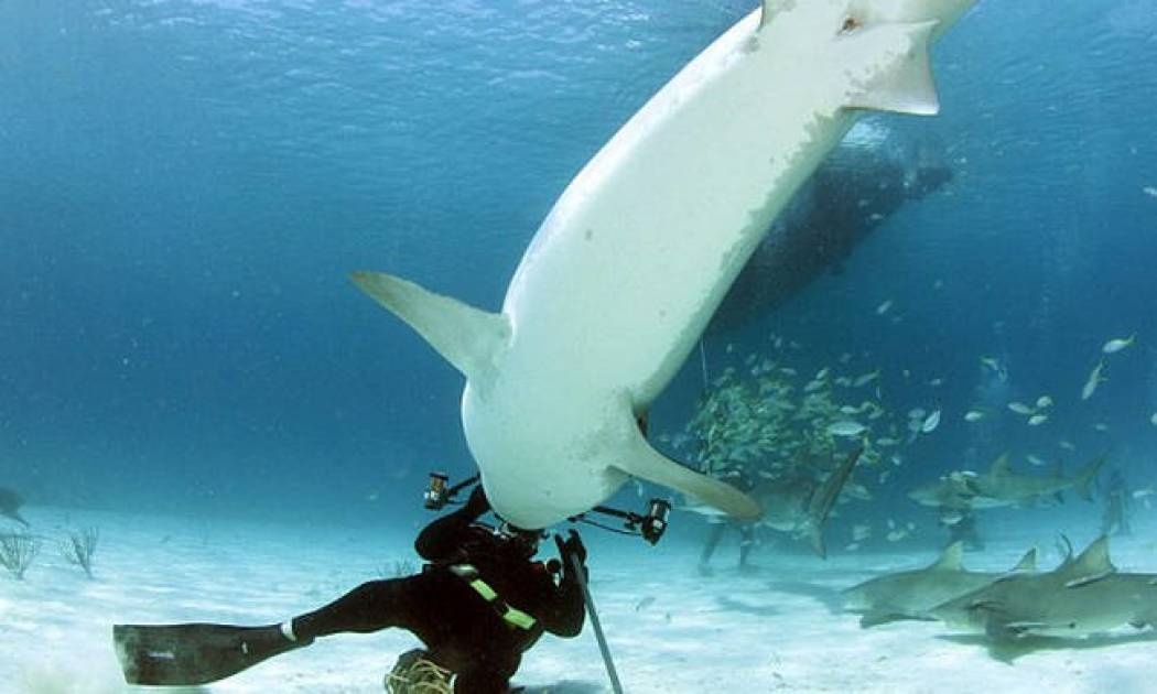 Δύτης χορεύει με καρχαρία (vid)