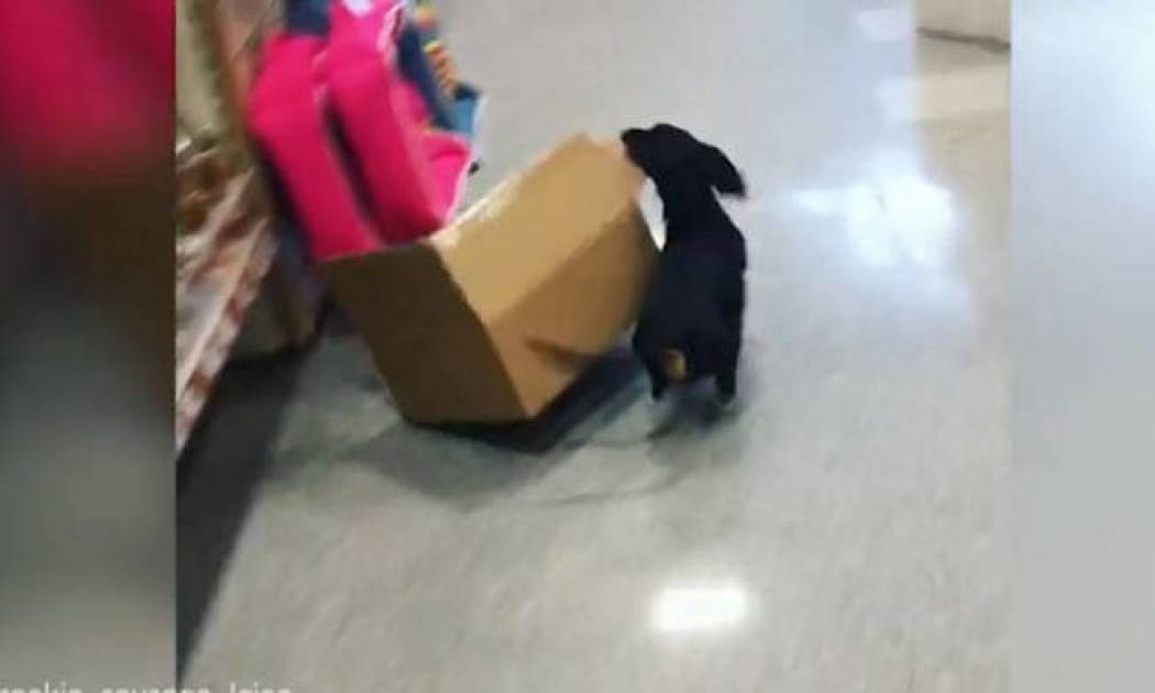 Viral: Ο καλύτερος υπάλληλος αυτού του pet shop είναι σκύλος! (vid)