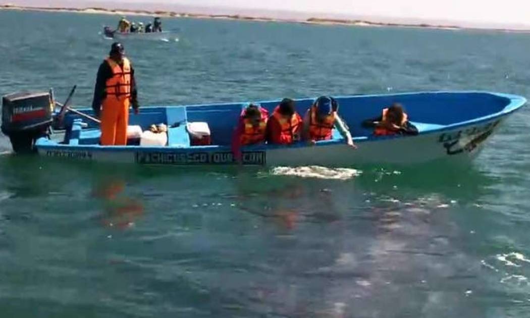 Παρατηρητές φαλαινών έχουν στενή επαφή με φάλαινα όλο περιέργεια (vid)