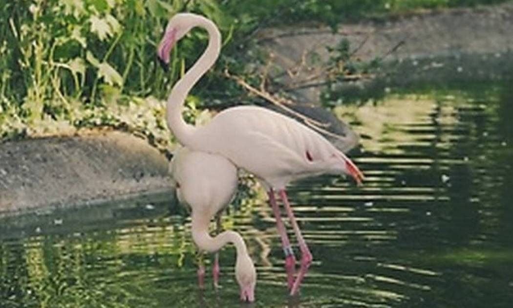 Φλαμίνγκο προχωράει με φοβερές χορευτικές κινήσεις (vid)