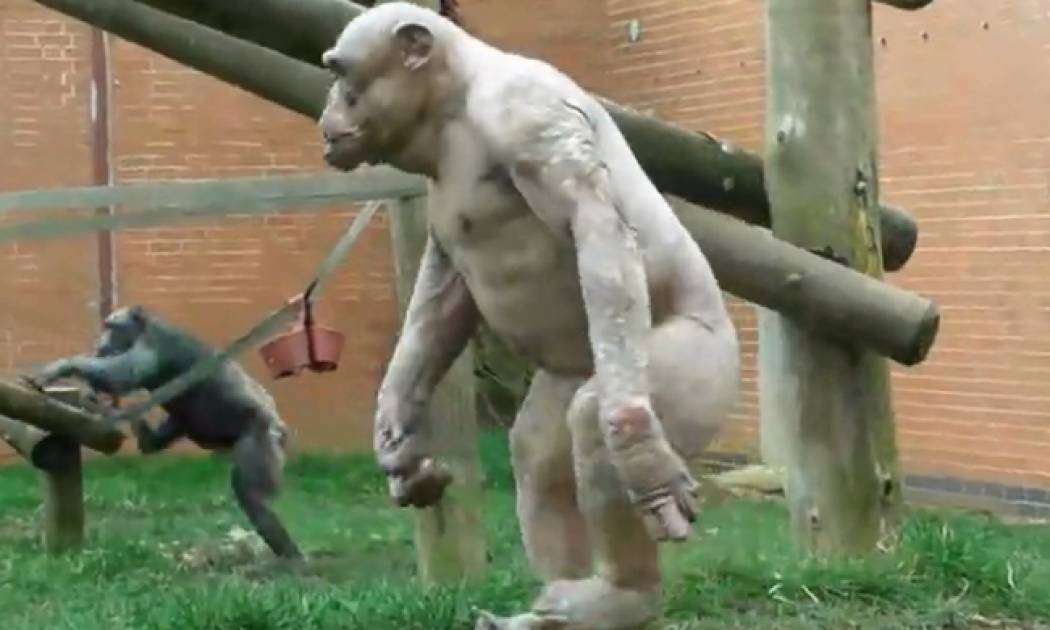 Το βίντεο της ημέρας: Μαϊμούδες περπατούν σαν άνθρωποι…