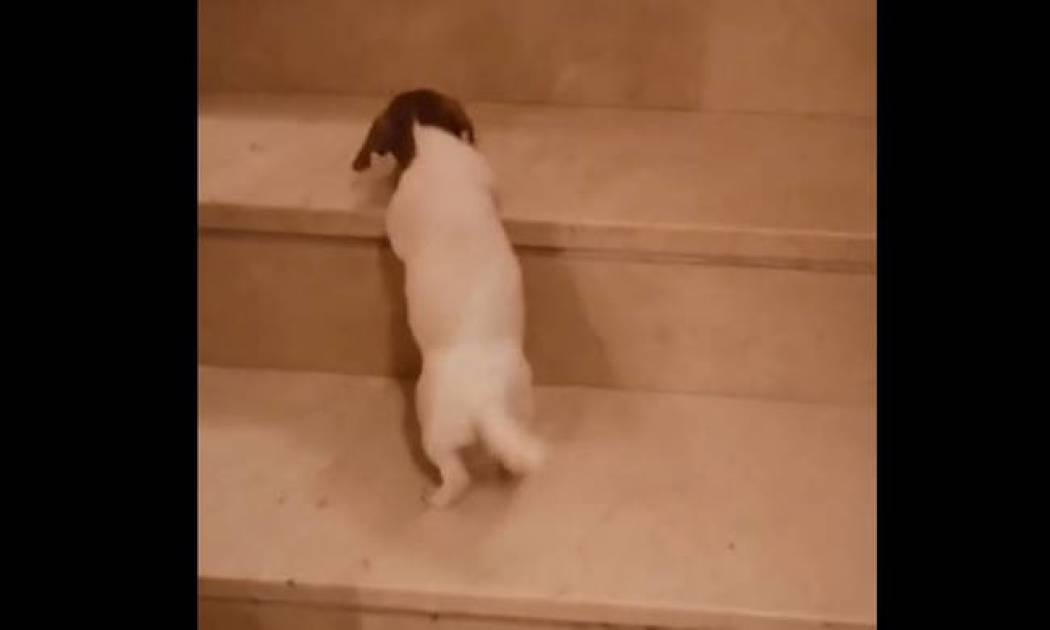 Ο -τετράποδος- επιμένων νικά! Δείτε το βίντεο