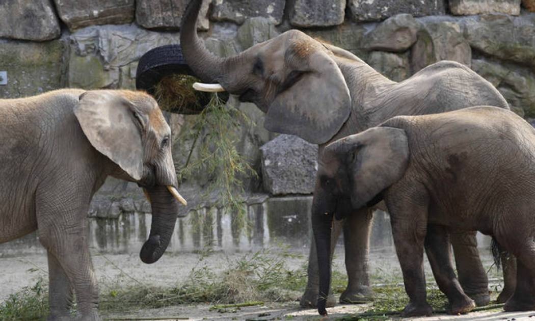Καμηλοπαρδάλεις, ελέφαντες και αντιλόπες απολαμβάνουν τα χιόνια στη Νότια Αφρική
