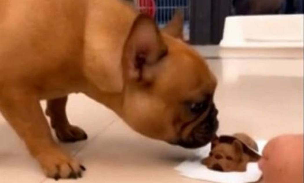 Viral: Αυτό το σκυλί τρόμαξε για τα καλά (vid)