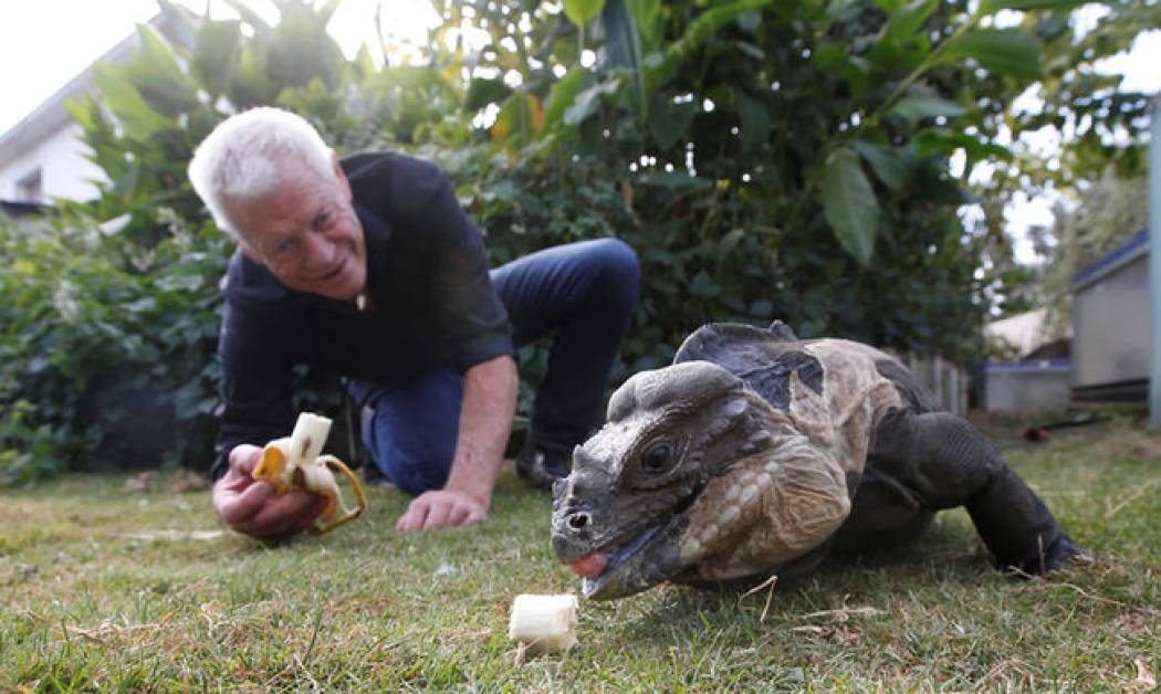 Κροκόδειλοι, φίδια, αράχνες: Οι... ασυνήθιστοι «συγκάτοικοι» ενός 67χρονου Γάλλου