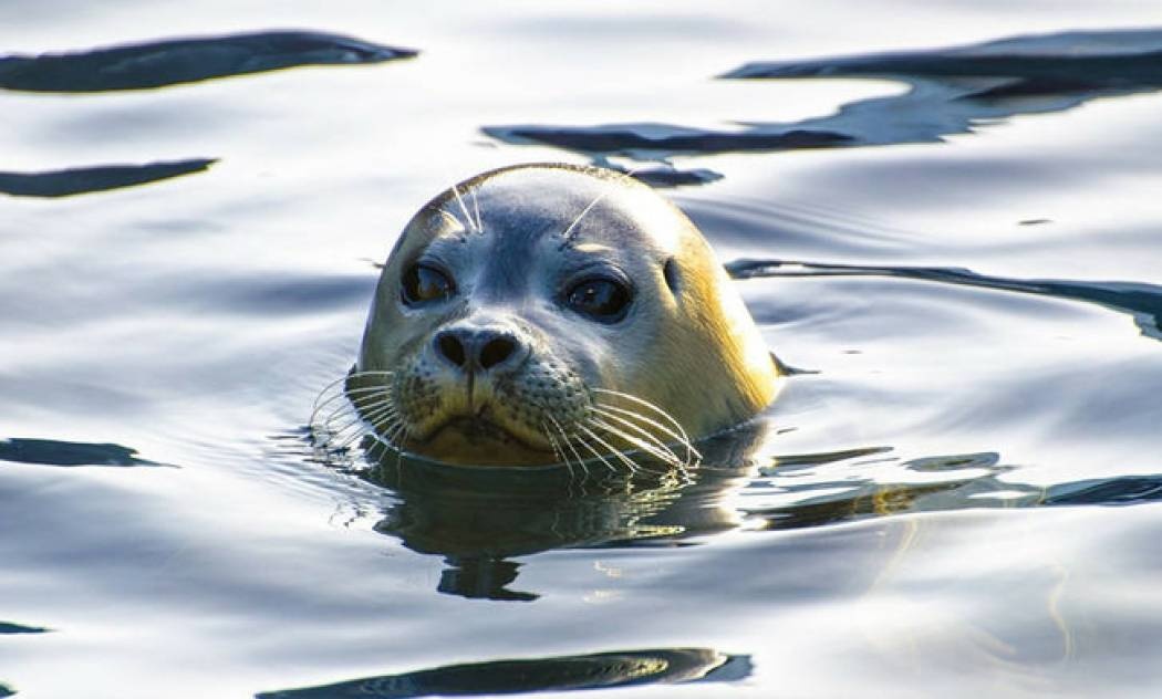 Φώκια... «χαστουκίζει» άντρα με χταπόδι και γίνεται viral