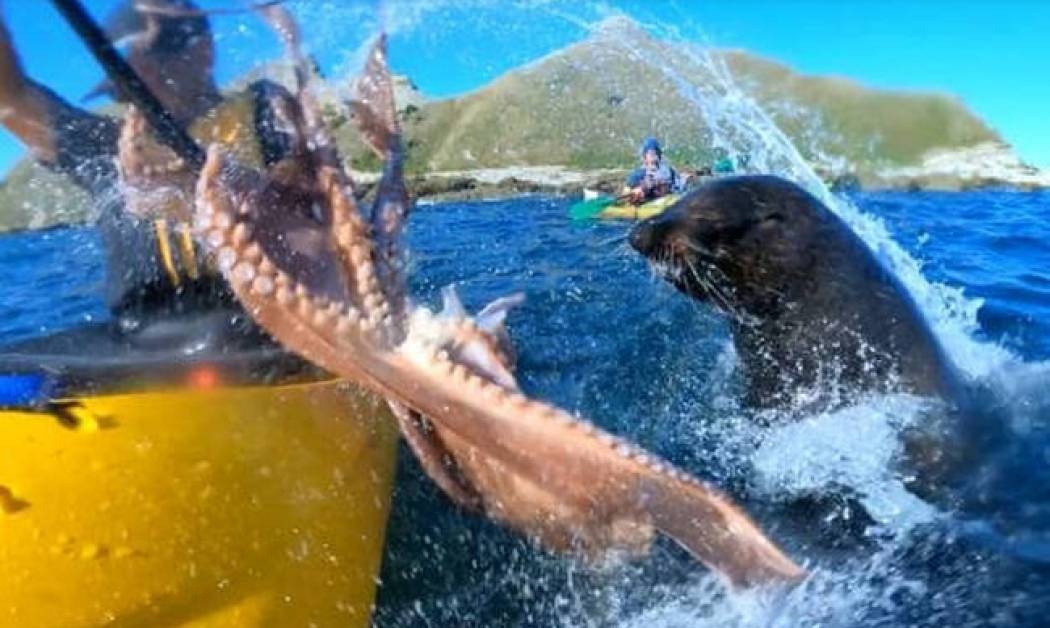 Απίστευτο βίντεο: Φώκια χαστουκίζει άνθρωπο με χταπόδι!