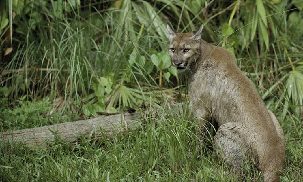 Ρωσία: Πούμα εισέβαλε σε σπίτι και άρπαξε σκυλί από τον λαιμό