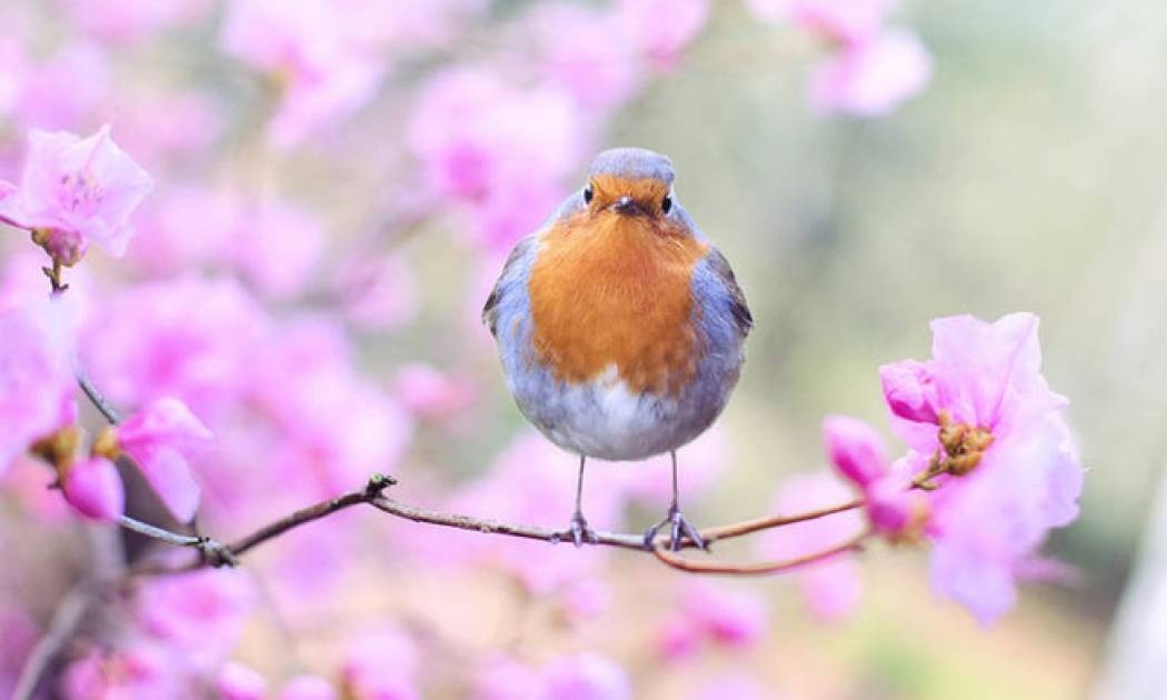Γιατί... μεθούν τα πουλιά στη Μινεσότα;