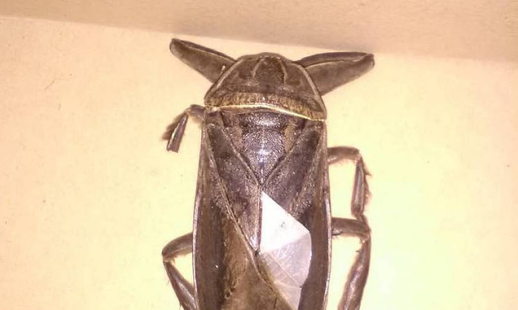 Εντοπίστηκε σαρκοφάγο έντομο... γίγας στη Λαμία