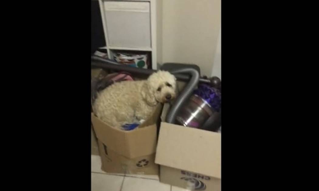 Θα λιώσετε! Δείτε τι κάνει ο σκύλος μέσα στο χαρτόκουτο!