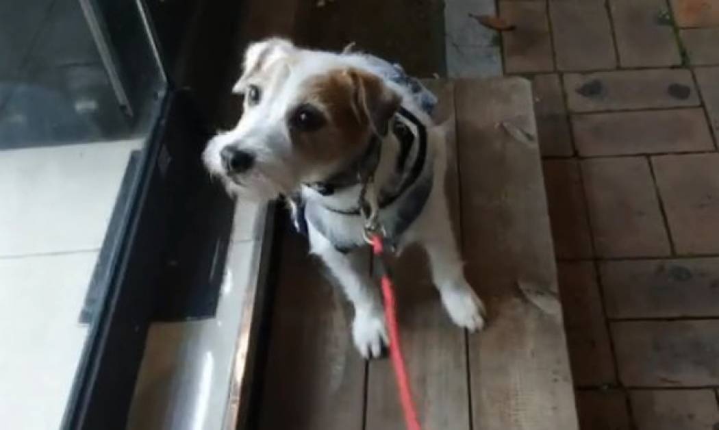 Όταν ένας σκύλος κάνει βόλτα και συναντά ένα… snack shop!