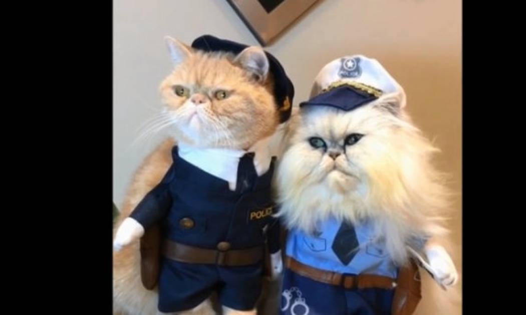 Κι όμως, αυτές οι γάτες είναι αληθινές