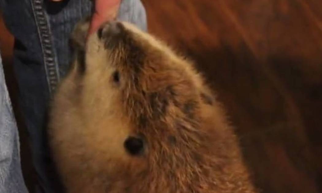 Ο κάστορας με τις εντυπωσιακές ικανότητες στο… χτίσιμο (vid)