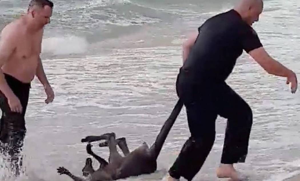 Η Αυστραλία αποθεώνει τους δύο αστυνομικούς που έσωσαν καγκουρό από βέβαιο πνιγμό