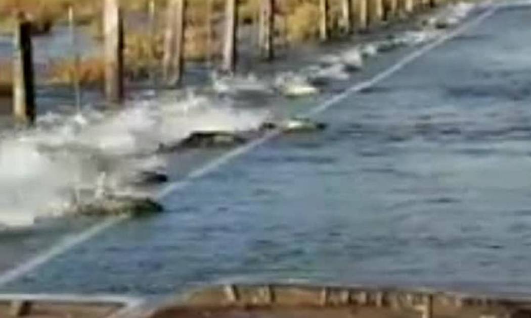 Γιατί σολομοί κολυμπούν σε... δρόμο της Ουάσιγκτον;