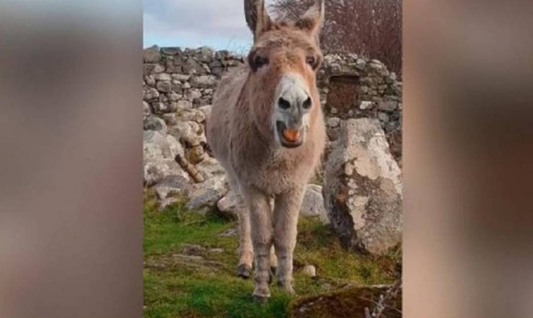 Η Χάριετ… ο γάιδαρος που τραγουδάει όπερα