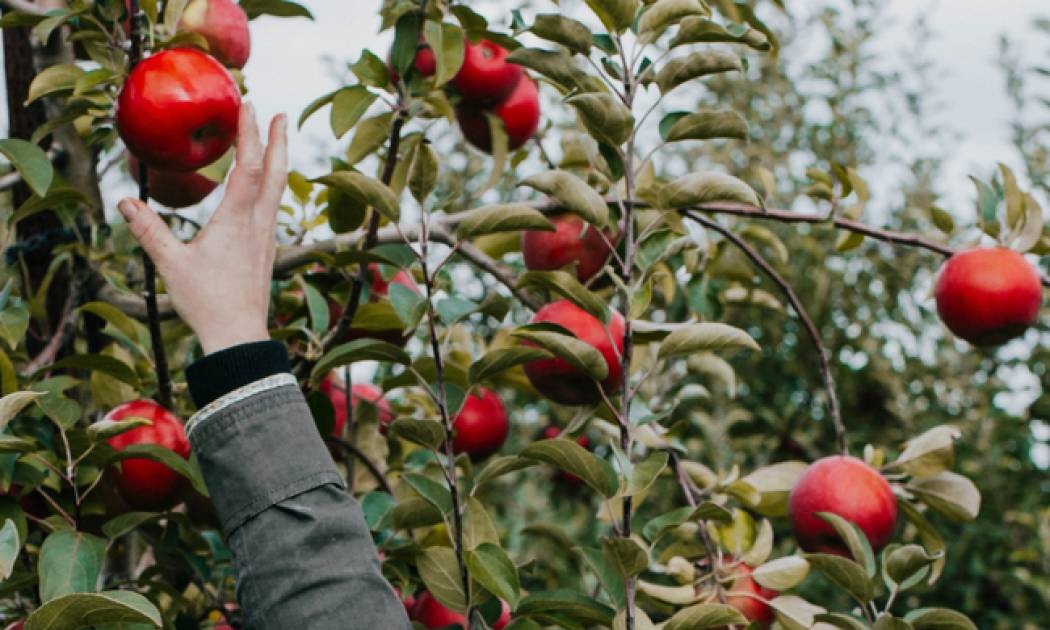 Η κατάλληλη διατροφή για να χάσετε κιλά και να μην «πέσει» η άμυνά σας