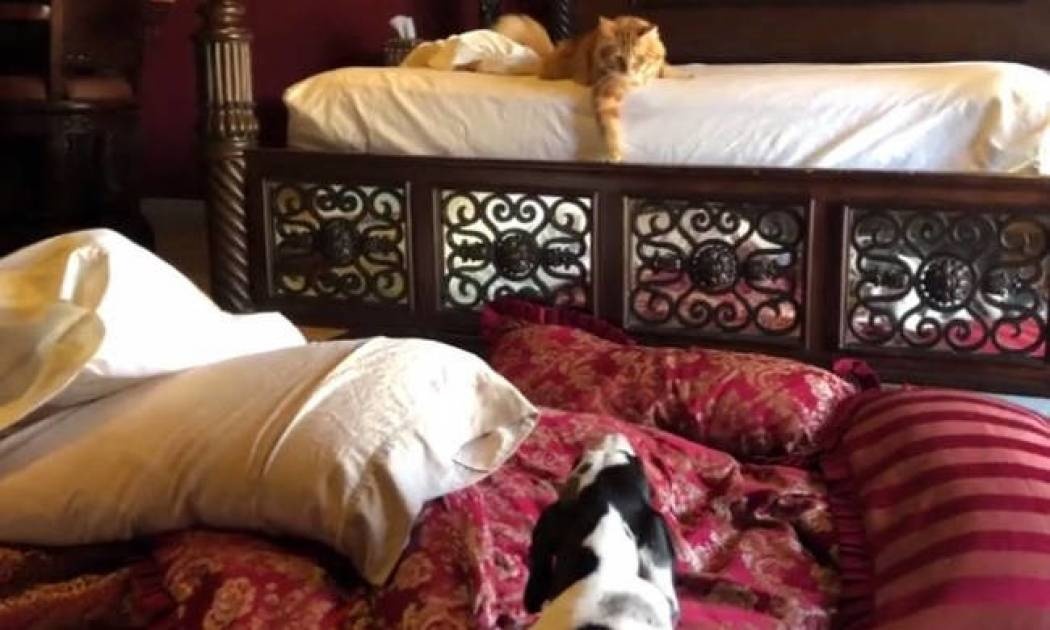 Γάτα και σκύλοι βοηθούν στο… στρώσιμο του κρεβατιού (vid)