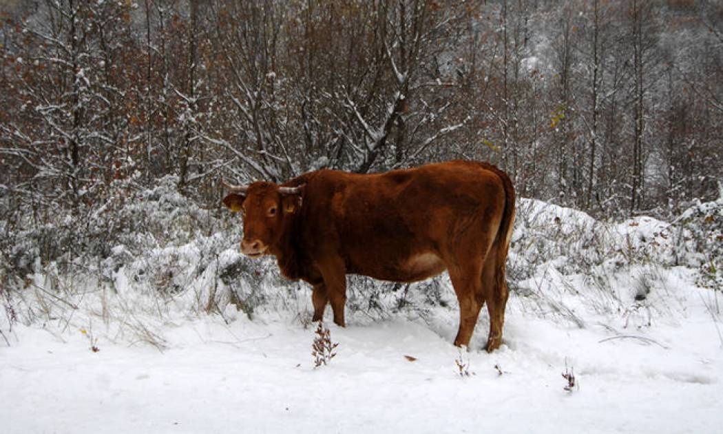 Τρίκαλα: Αγελάδες κάνουν «βόλτα» στους χιονισμένους δρόμους και γλείφουν το... αλάτι