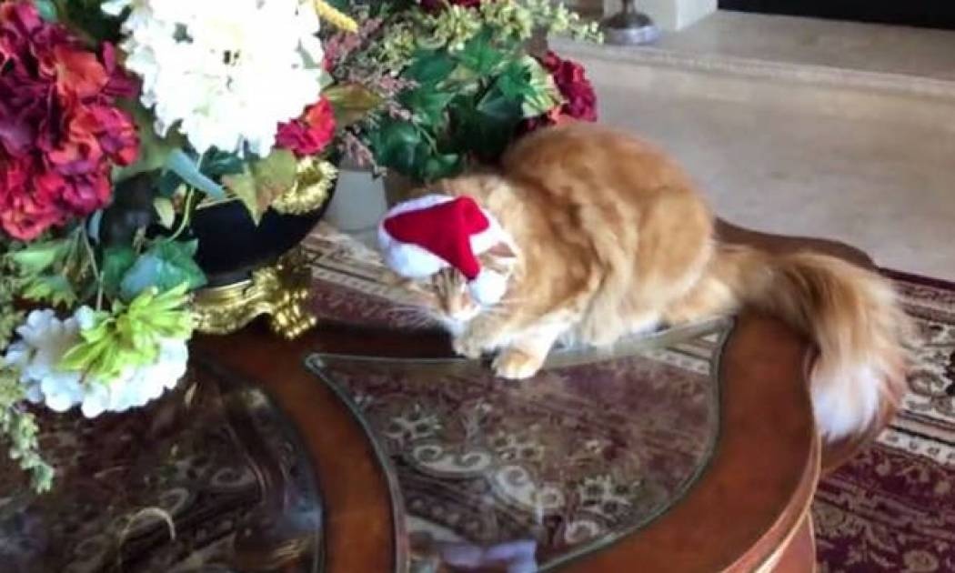 Κατοικίδια προετοιμάζονται για τη χριστουγεννιάτικη φωτογραφία τους (vid)