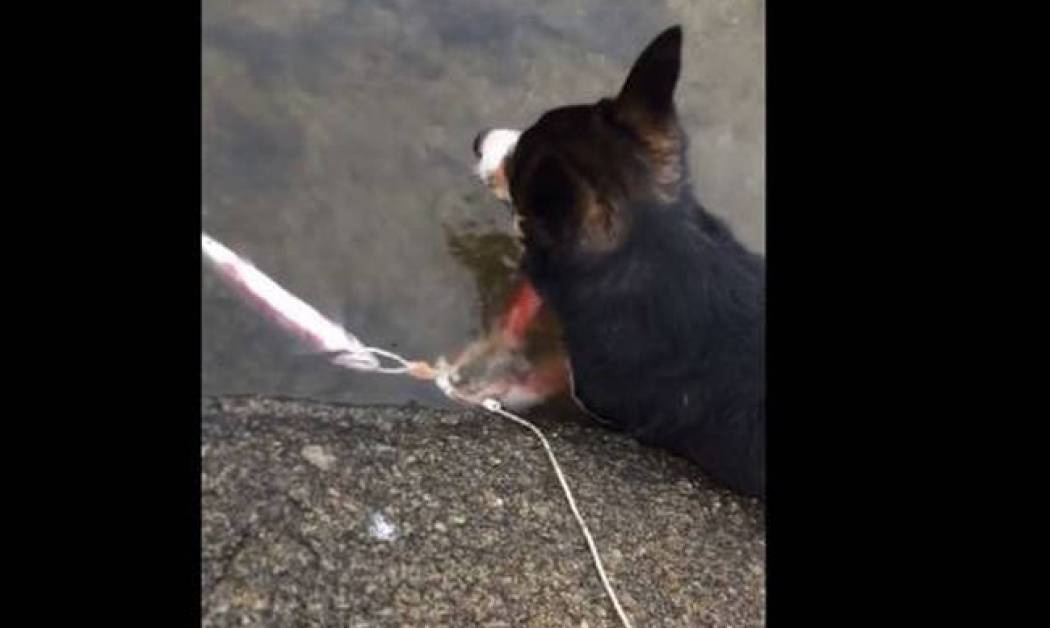 Απίστευτος καυγάς σκύλου με… ψάρι (vid)